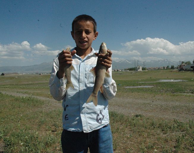Karasuda toplu balık ölümleri 