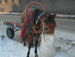 Erzurum'da at arabaları yasaklandı!..