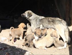 20 Yavru doğuran köpek şaşırttı!..