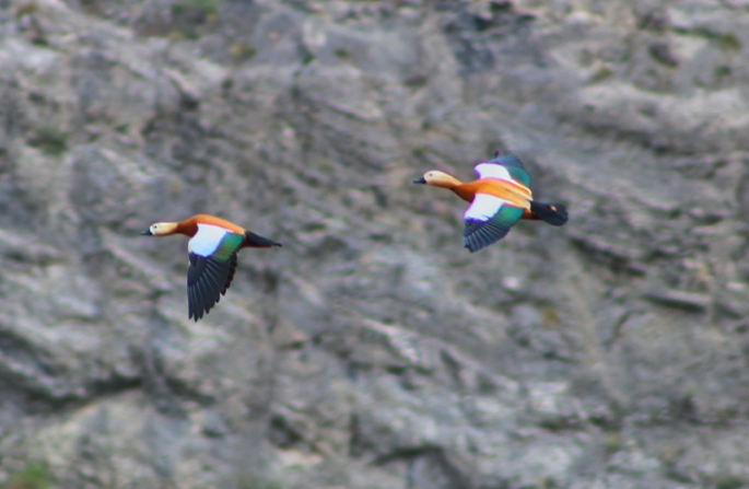 Angut kuşları Erzurum'da görüntülendi