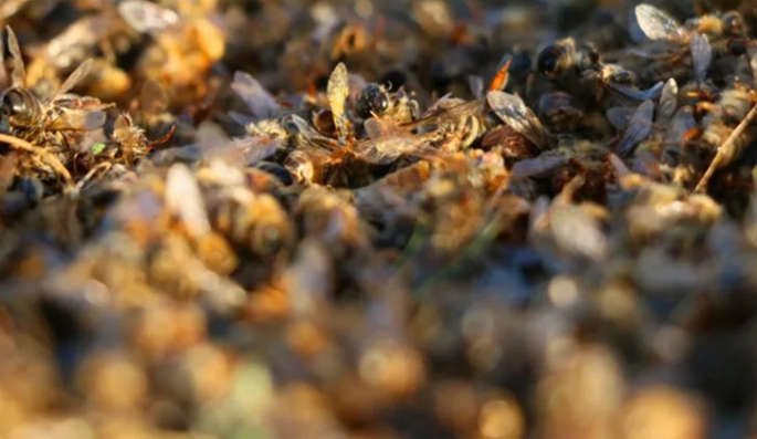 Binlerce arı telef oldu: Nosema hastalığı kaptılar