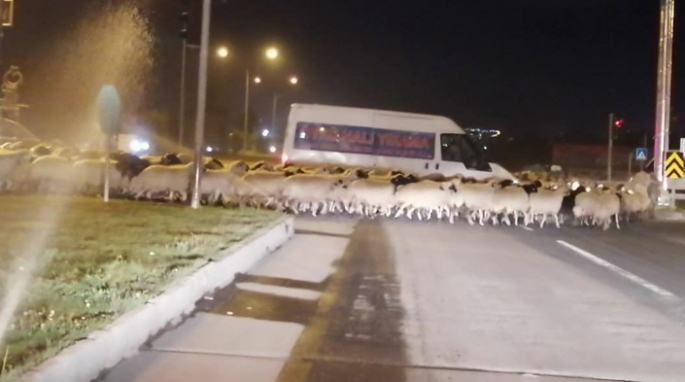 Erzurum'da koyun sürüsü trafiği felç etti