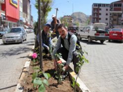 Oltu Belediyesi bin fidan 500 gül dikti