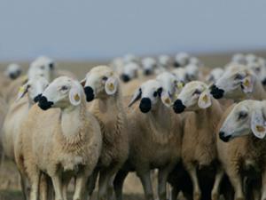 300 koyun projesinde başvurular yarın sona erecek