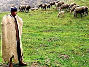 300 koyun şartları Aşkalede tutmadı