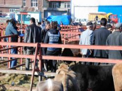 Erzurum`da hayvan pazarı operasyonu