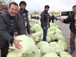Erzurum`da lahana üreticilerinin yüzü gülüyor