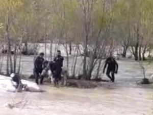 Aras Nehri'ne düşen danayı AFAD kurtardı