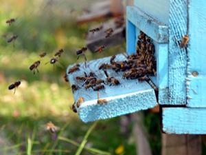 Arıcılar bunu yapmazsa arıları ölebilir