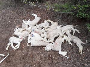 Bursa'da köyde esrarengiz kuzu ölümleri