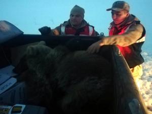 Buz tutan gölete düşen yavru ayıyı jandarma kurtardı