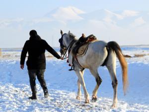 Cirit atlarının kar üstündeki dansı