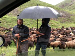 Çobanlar koyun sürüsüyle doluya tutuldu