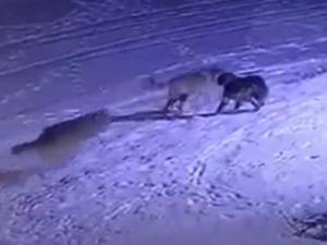 Erzurum'da aç kalan kurtlar köpeği yedi