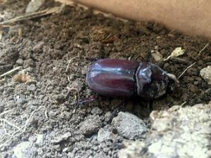 Erzurum'da gergedan böceği bulundu