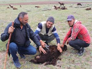 Erzurum'da koyun kırkım zamanı