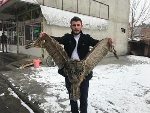 Erzurumda yaralı baykuş bulundu