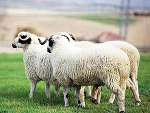 Köyüne geri dönen çiftçiye 300 koyun+maaş verilecek