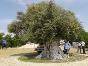 İşte Erdoğan'ın bahsettiği o ağaç! Bin 300 yaşında