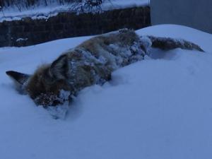 Kars'ın soğuğu tilki dondurdu