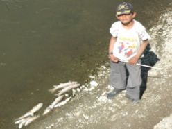 Erzurum'da toplu balık ölümleri tedirgin etti