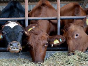 Mart ayında toplanan inek sütü miktarı yüzde 4,7 arttı
