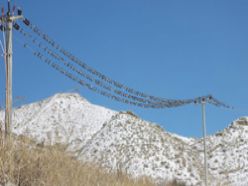 Yüzlerce kuş elektrik telleri üzerine dizildi