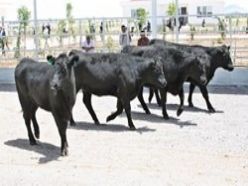 Huysuz angusun yerine uysal ‘limuzin’ geliyor