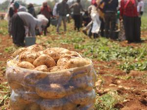 Patates üreticisinde fiyat düşecek korkusu