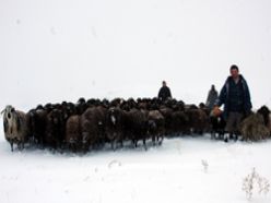 Doğu`da koyunların karla mücadelesi