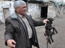 Erzurum'da 7 ayaklı kuzu görenleri şaşırttı