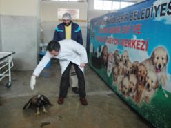 Yaralı şahin Erzurum`da tedavi ediliyor