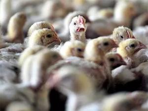 Sakarya'da 700 bin tavuk telef oldu