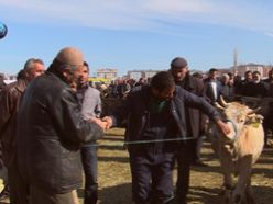 Erzurum`da kurban pazarı hareketleniyor