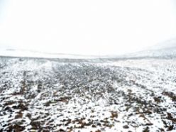 Erzurum'un yüksek kesimlerine kar yağdı