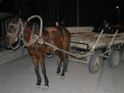 Erzurum'da hırsızlar at ve arabası çaldı
