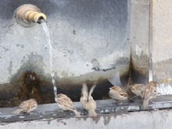 Günün fotoğrafı