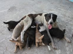 Sıkışan yavru köpekler vinç yardımıyla kurtarıldı