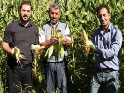 Erzurum'da Ekim ayında mısır hasadı