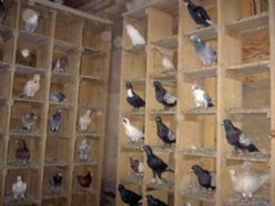 Erzurum'da 31 adet güvercin çalındı