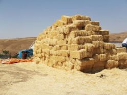 Türkiye'de saman ithalatı yeniden başlıyor