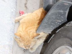 Otomobilin altında kalan kedi yürek burktu