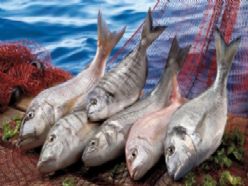 Su ürünlerinde avcılık azaldı