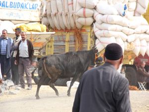 Erzurum hayvan pazarında hareketlilik başladı
