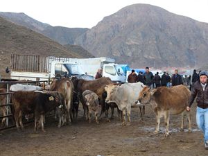 Erzurum, büyükbaş hayvan sayısında 2'inci sırada yer aldı
