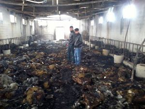 Erzurum'da 230 koyun yanarak telef oldu
