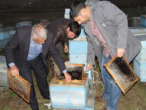 Ardahan'da arı ölümleri