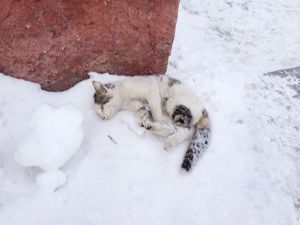 Erzurum'da Sibirya soğukları kediyi dondurdu