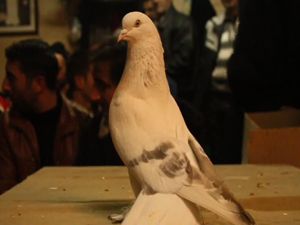 Erzurum'da güvercin mezadına büyük ilgi