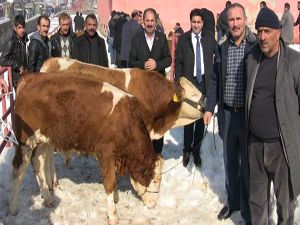 Erzurum'da yetiştiricilere 40 damızlık boğa
